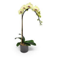 Mini Green Orchid 5 